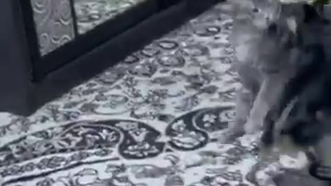 funny movement