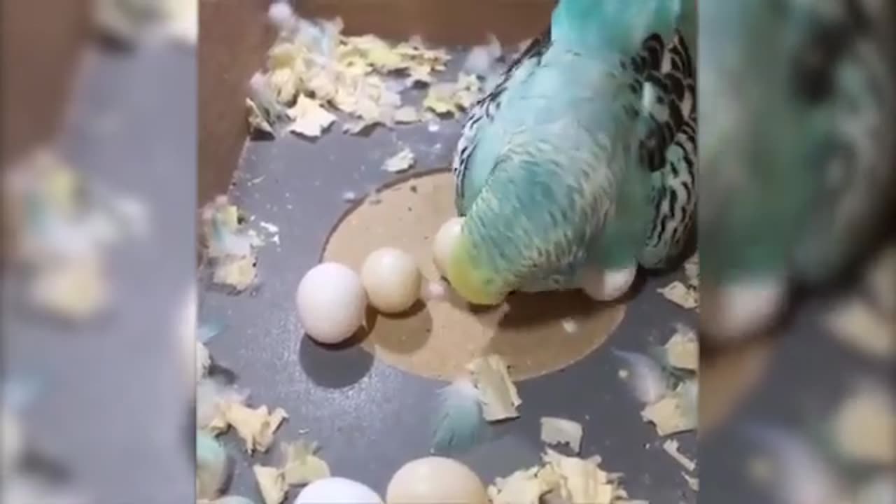 Funny Animals Videos Best Of The Funny Animal Videos