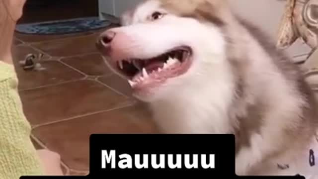 Anjing lucu