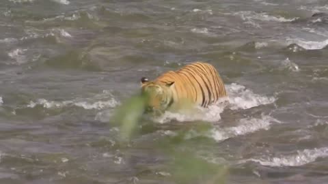Follow Tiger mums Spotty and as they struggle to keep their new born cubs safe.Part 3