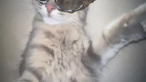 Cat take selfie 🤳 Attitude cat 😺