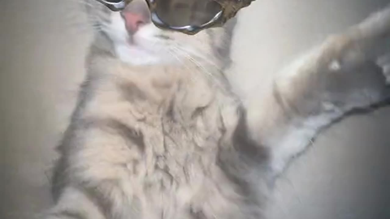 Cat take selfie 🤳 Attitude cat 😺