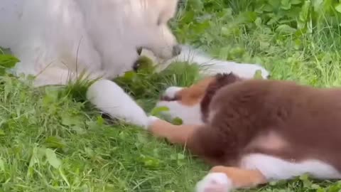The Cutest Creatures of 2023: A Pet Rumble to Melt Your Heart