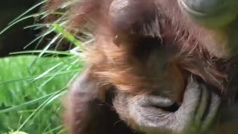 The gorilla
