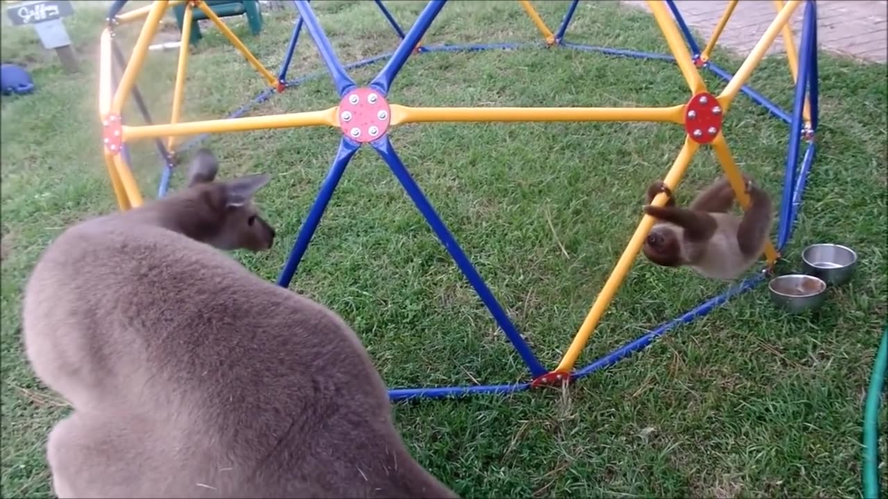 Slow baby sloth