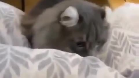 Cat Playing with cat funny cat reaction # 82 shorts