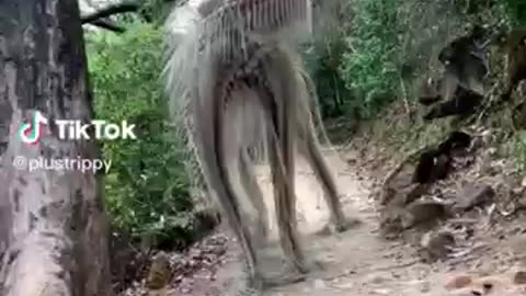 Amazing animal in the world #trainding video #amazing#viralshorts.