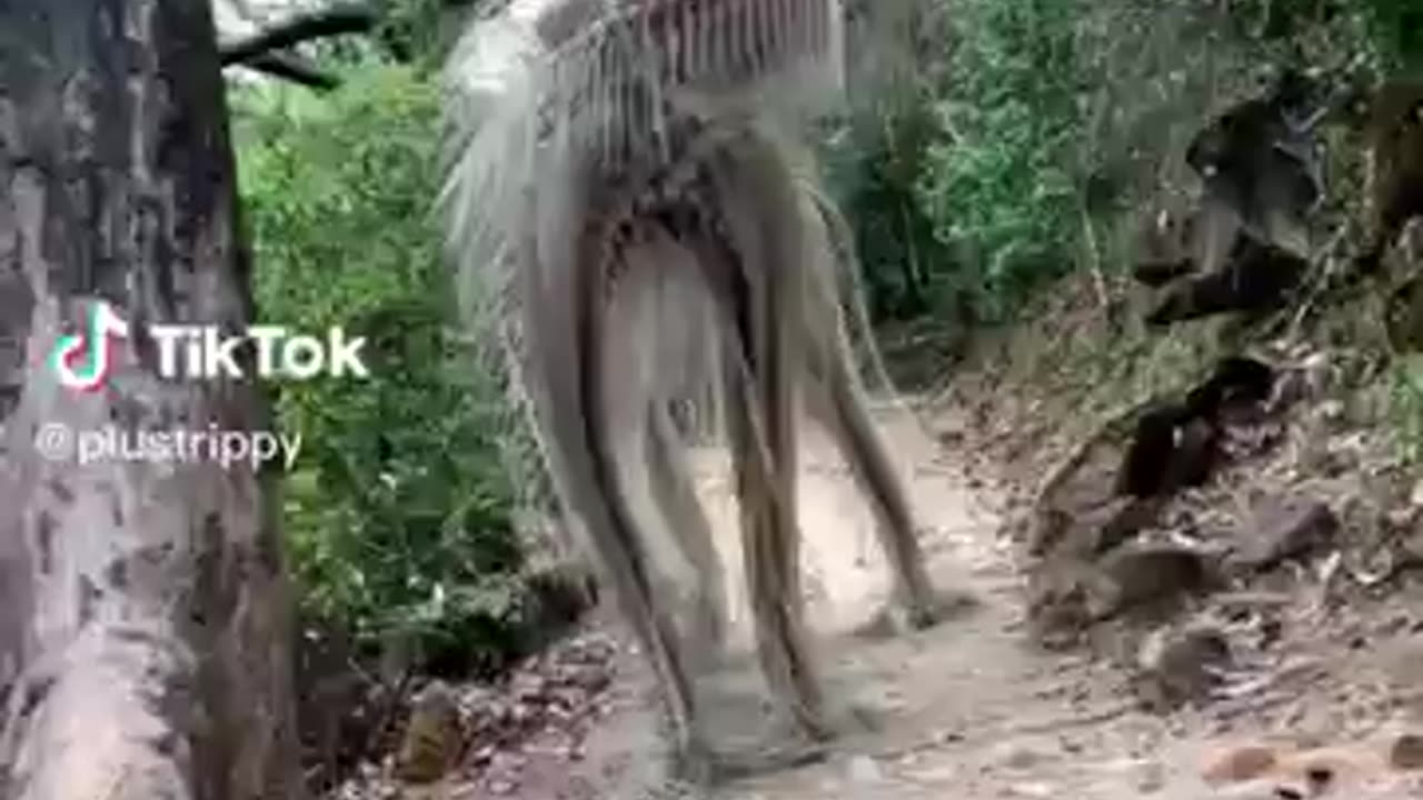 Amazing animal in the world #trainding video #amazing#viralshorts.