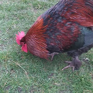 Sapphire - Lord rooster ;-)