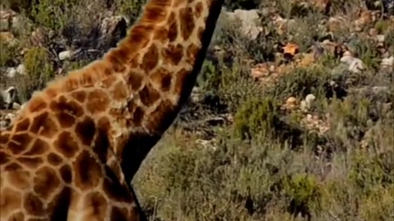 Nice video