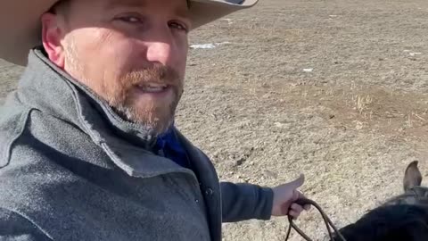 Coyotes in the wild