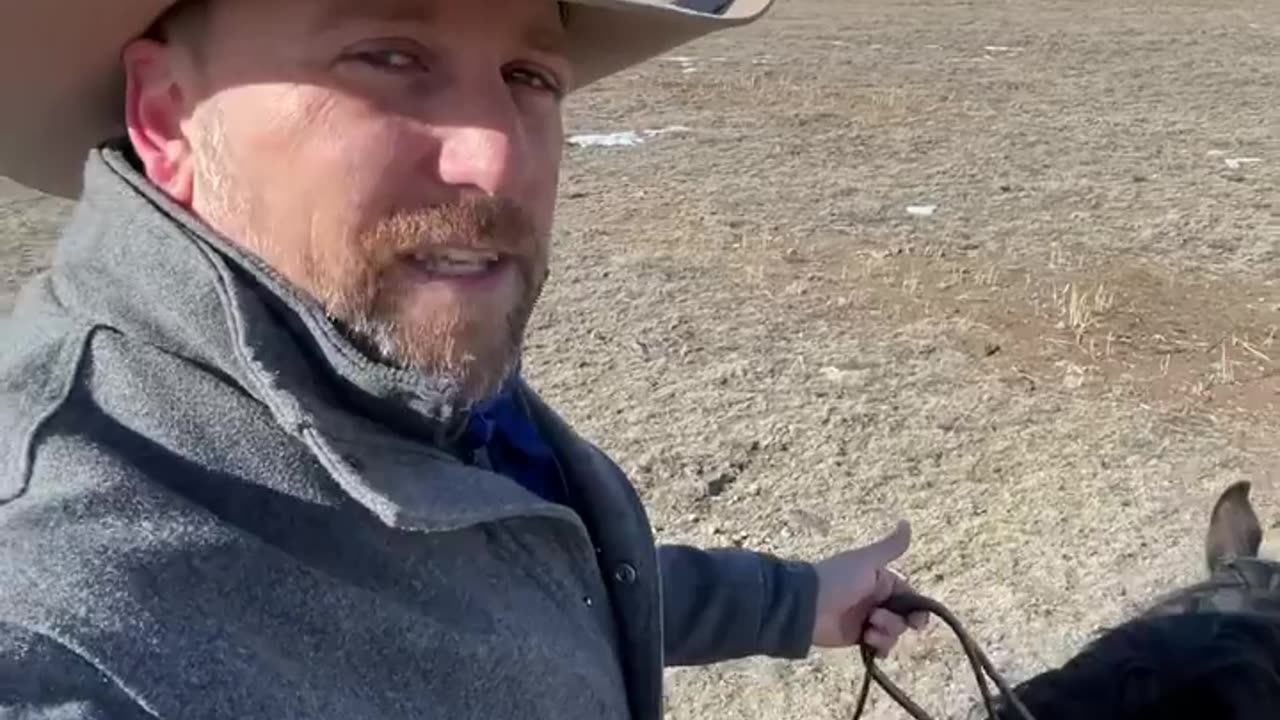 Coyotes in the wild
