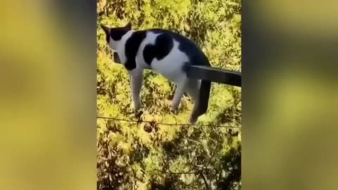 Cat funny video
