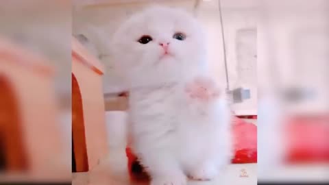 Baby Cats - Cute and Funny Cat Videos Compilation #17 - Aww Animals