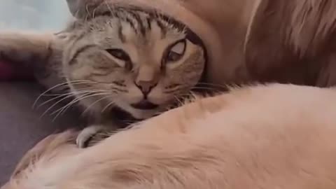 JUST KITTENS