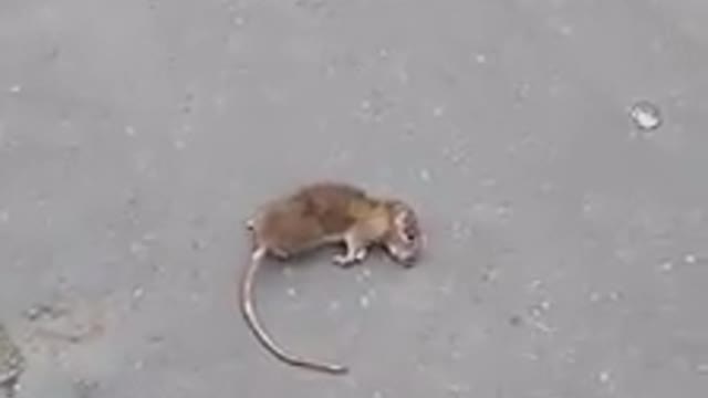 Rat scaring people on the street but Man kicks it