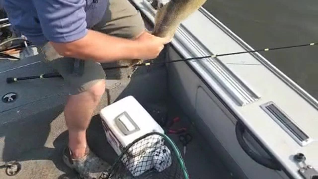 Joe Newcomb releases this 28.5 inch walleye and laughs at how healthy it is when it swims away