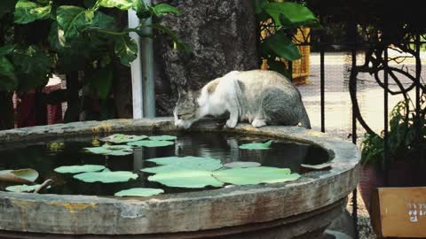 Cat drinks water in the temple Cambodia, Phnom Penh