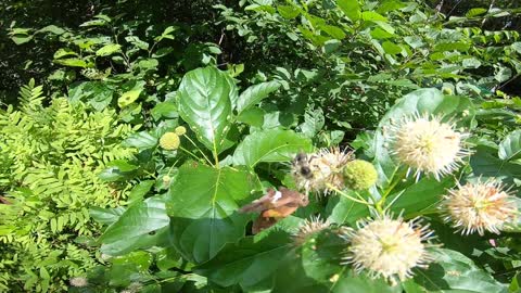 Pollination Time