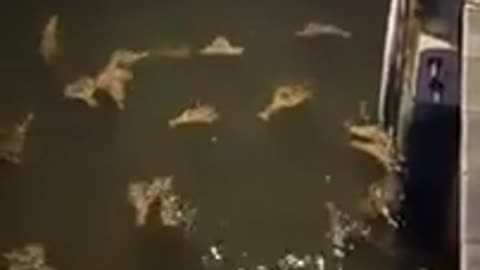 Humanoid bats.