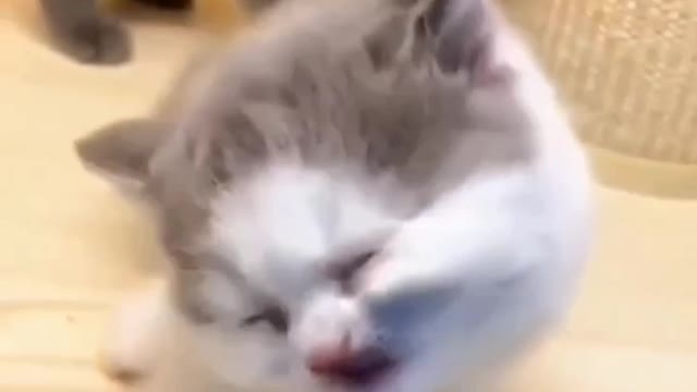 when animals act so cute