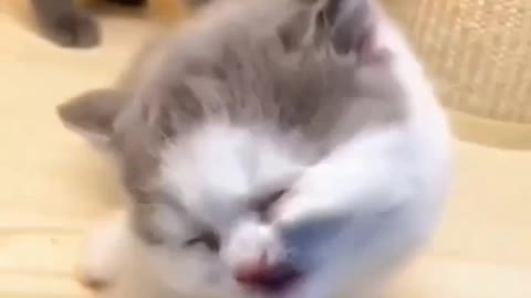 when animals act so cute