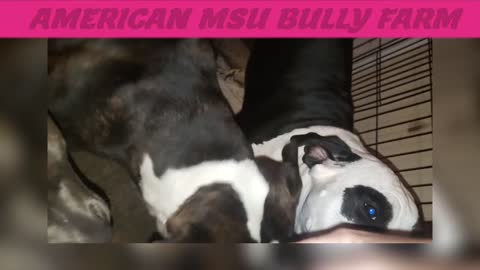 A Day In The Of A LIFE American Msu Bully Farm 🚜 Liken By Subscribing Thanks for your Time