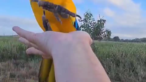 Blue macaw playing with its owner