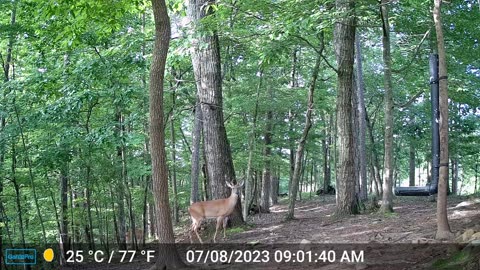 The Woods – 07/09/2023