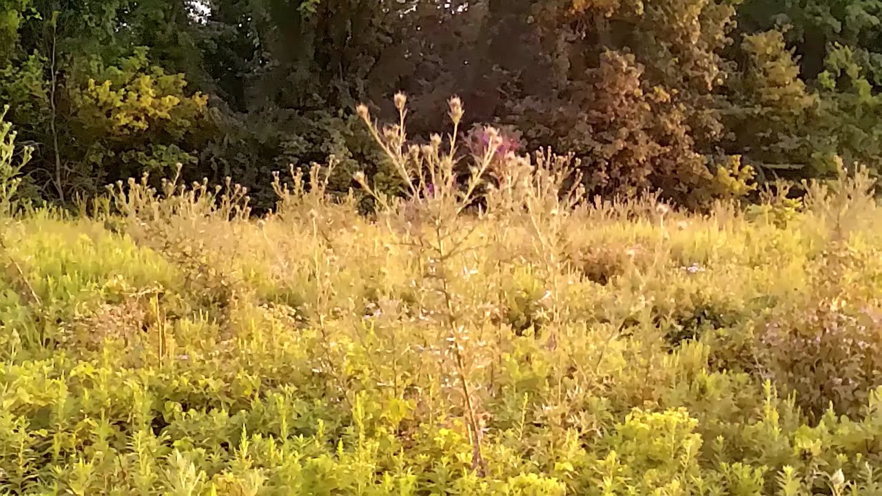 Sundayscape Clips: Sharon Woods Revisit Pt 5