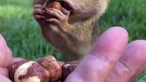 grizzled giant squirrel eating together on my hand | chipmunk funny
