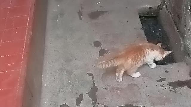 Little cat