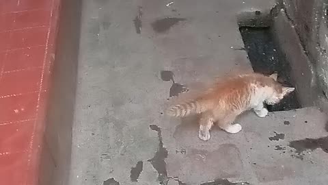 Little cat
