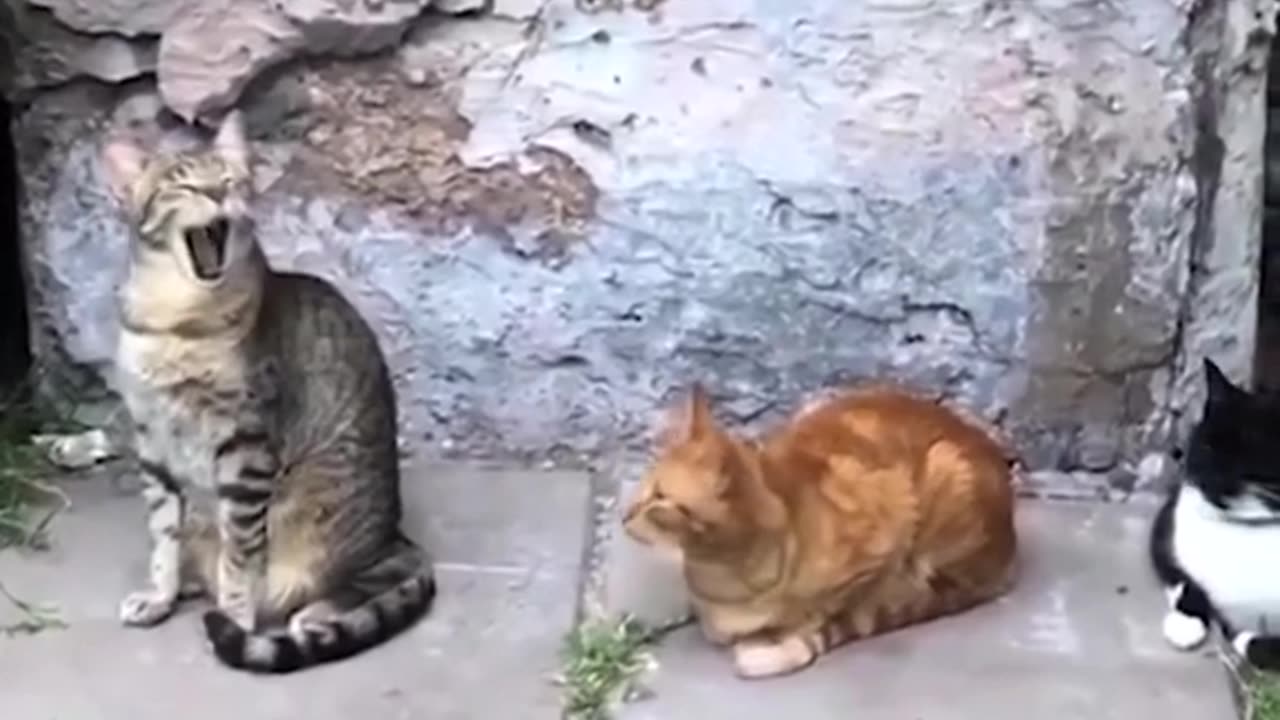 THE FUNNY CATS..😍😂
