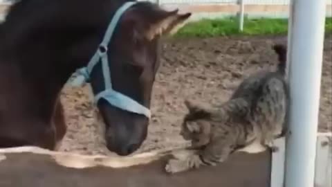 Horse SOO Cute! Cute And funny horse Videos Compilation cute moment