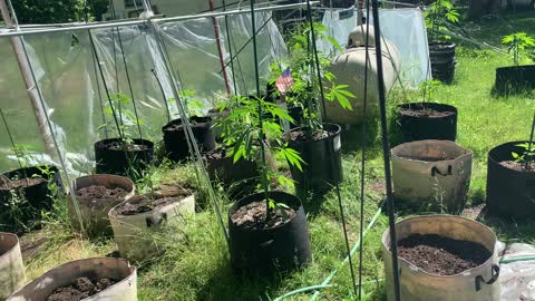 Greenhouse2022 derekhunterpodcast marijuana garden thc & psycillacybum