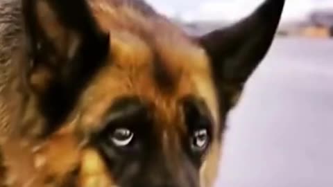 DOG HONESTY { WATCH THE FULL VIDEO LINK IN DESCRIPTION}