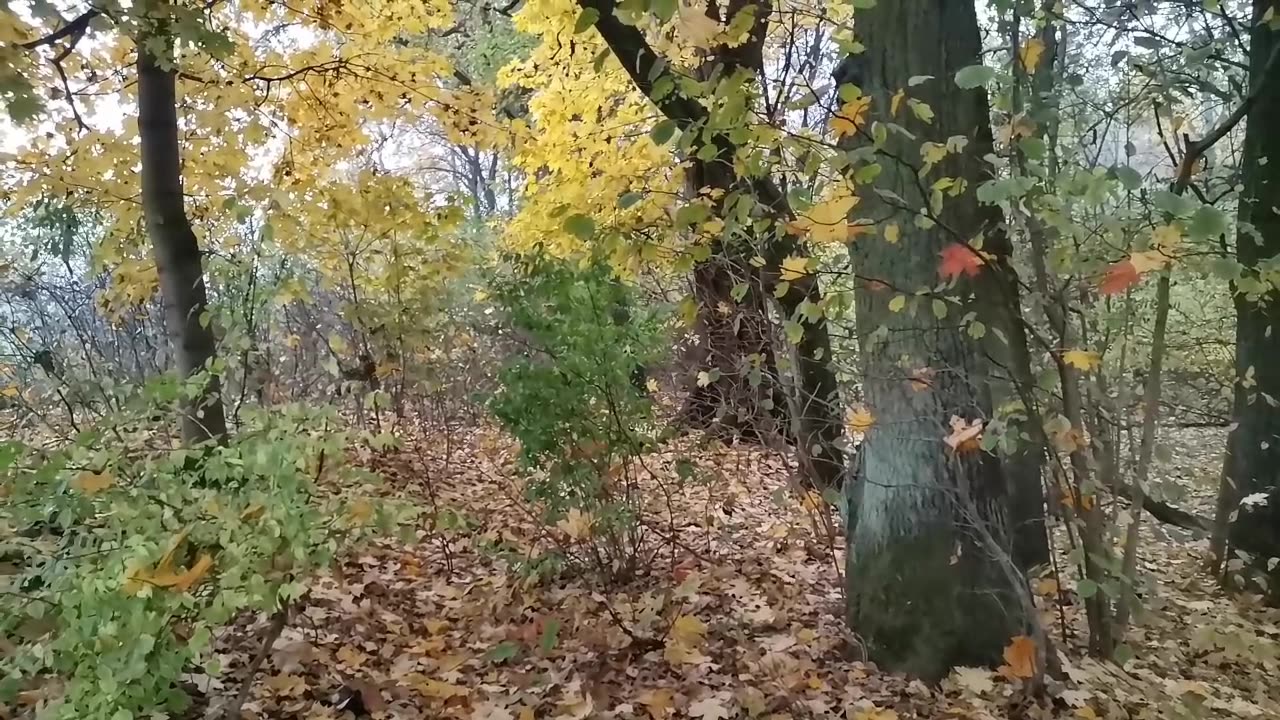 otaczam się pięknem