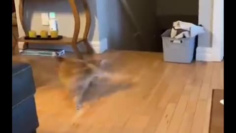 Animal funny videos