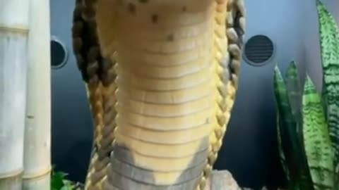 Snake Video | discovery channel