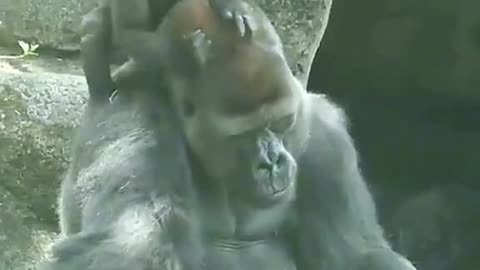 Funny Monkeys make me Happy