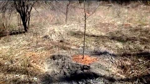 Woodland property plant fruit trees