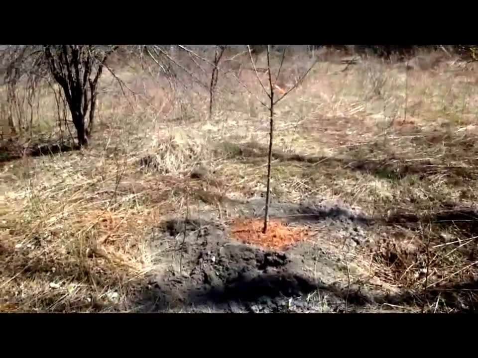 Woodland property plant fruit trees