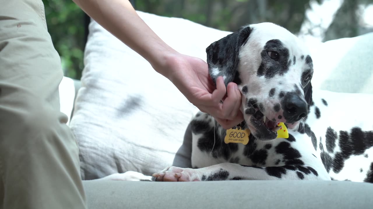 Dog very happy