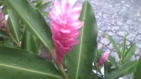 Lindas flores alpínias rosas com pingos de chuva no parque, uma bela planta! [Nature & Animals]