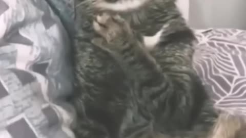 Pawsitively Adorable: Meet the Cutest Cat on the Internet! 😻