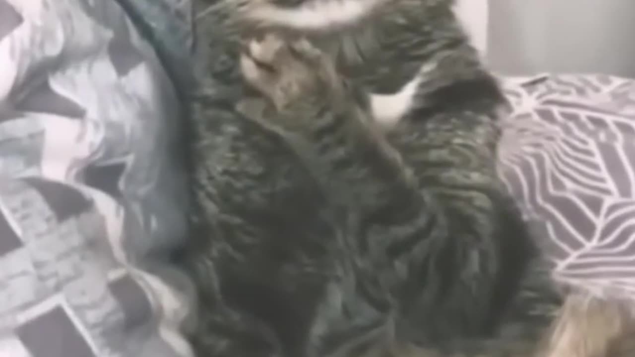 Pawsitively Adorable: Meet the Cutest Cat on the Internet! 😻