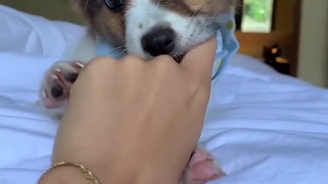 why you gotta be so cute tho