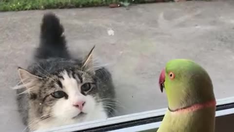 Parrot Plays Peek-a-Boo with Neighbors Cat || Viral video