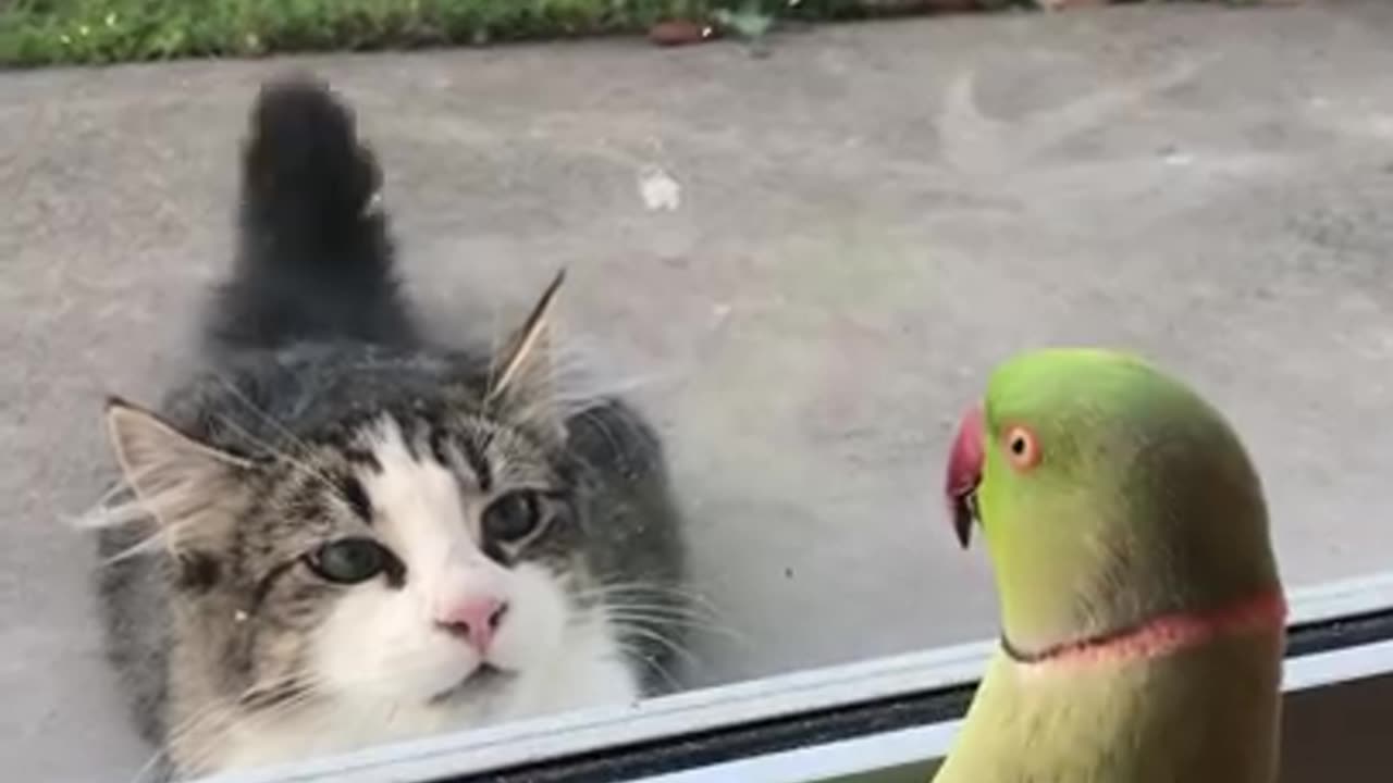 Parrot Plays Peek-a-Boo with Neighbors Cat || Viral video